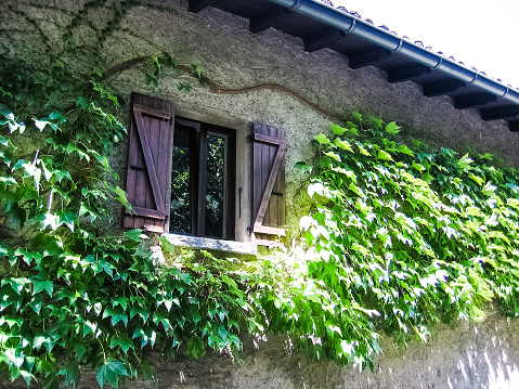 Green ivy vine with leaves covering stone wall of Italian European house in Switzerland