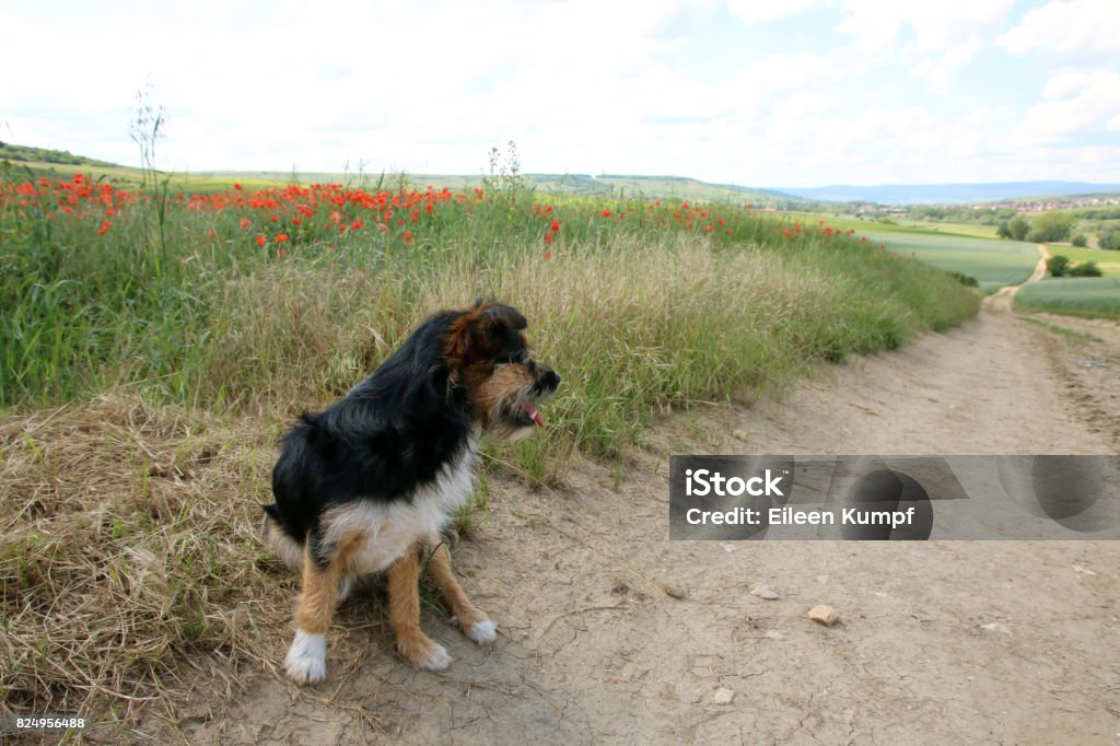 Terrier Dog hiking Falling Stock Photo