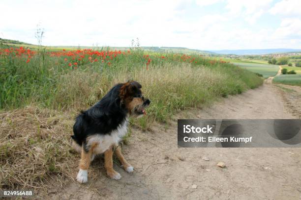 Terrier Stock Photo - Download Image Now - Falling, Germany, Horizontal