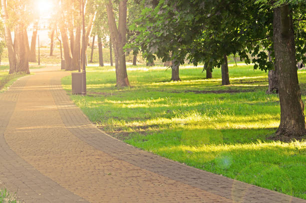 istock Sunset with glares in the park 824956970