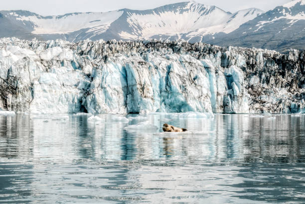 istock Glacier Lagoon and cute seal on Iceland 824959616
