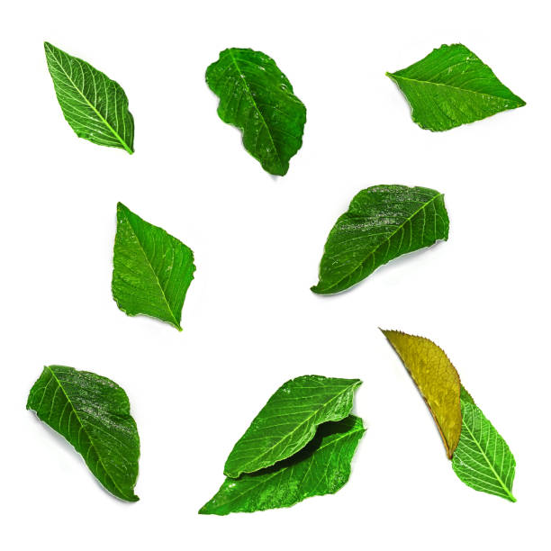 istock Green leaves isolated on white 824959776