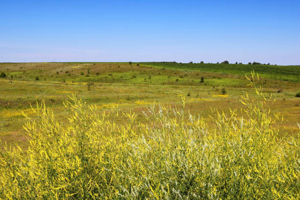 istock Meadows, fields and yellow flowers in the summer 824959836