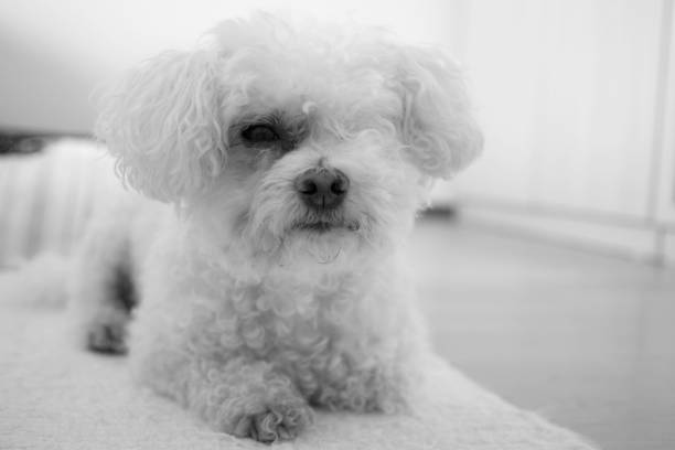 istock Small white bichon dog. Slovakia 824962772