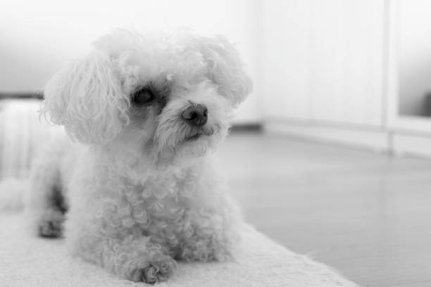 istock Small white bichon dog. Slovakia 824962810