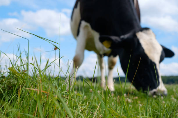 istock Black and white cow on a green summer meadow. 824963206
