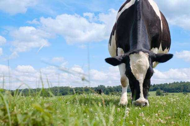 istock Black and white cow on a green summer meadow. 824963282