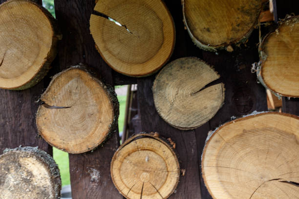 istock wall is decorated with sawn wood rings 824963450