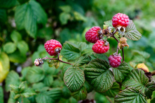 istock Red raspberries grow in a green bush 824963558