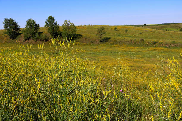 istock Meadows, fields and yellow flowers in the summer 824963570