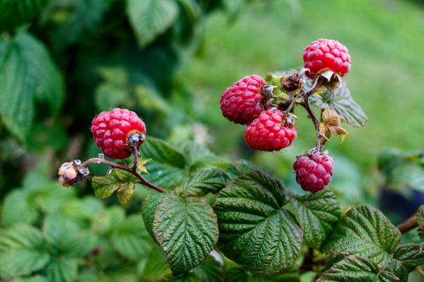 istock Red raspberries grow in a green bush 824963582