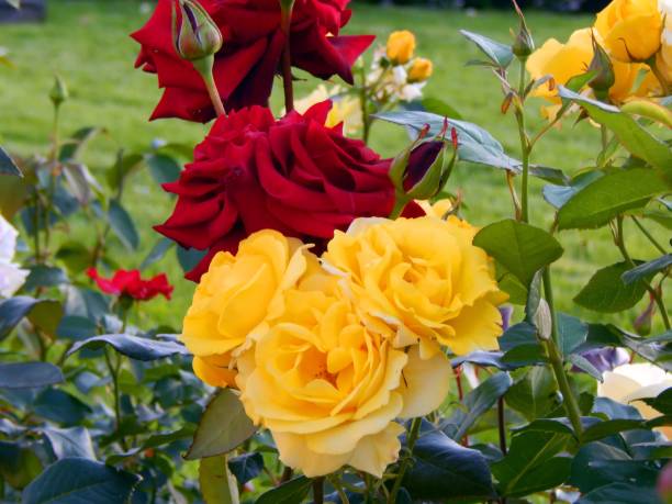 istock Beautiful rose in the garden at sunset 824966350