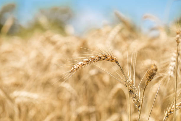 istock ear of wheat close-up on the field 824966836