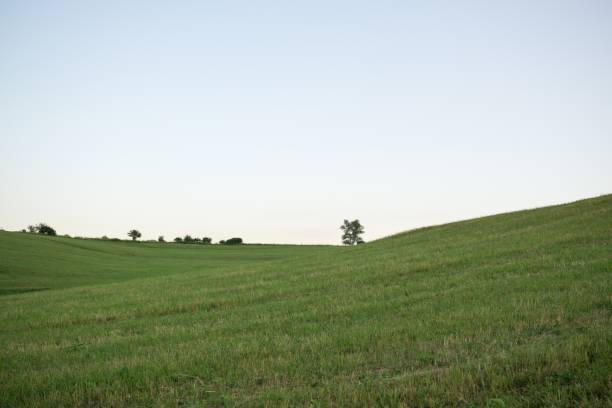 istock Green meadow with trees and views to mountains. 824967050