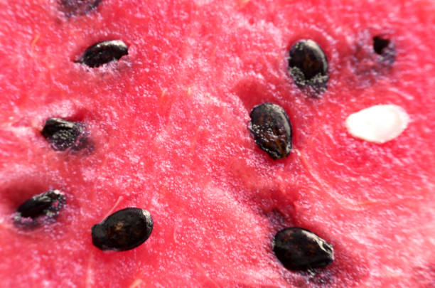 Red juicy sugar watermelon