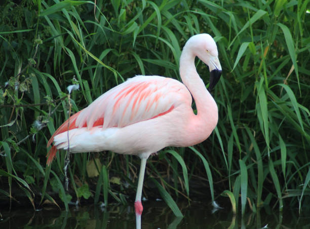 istock The Chilean flamingo (Phoenicopterus chilensis) 824967828