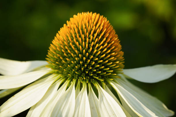 Close-up of a white echinacea flower, also known as coneflower, in full bloom, photographed in natural light against a softly blurred green background.