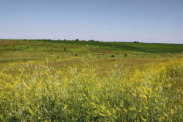 istock Meadows, fields and yellow flowers in the summer 824968138