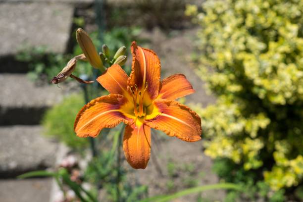 istock Yellow flower in nature. 824970638