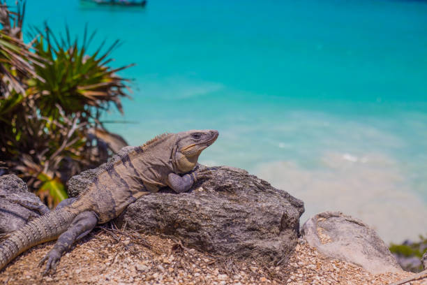 istock Iguana ta Tulum Maya Ruins in Yucatan, Mexico 824971154