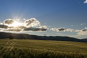 weizenfeld-bei-sonnenuntergang.jpg?b=1&s=170x170&k=20&c=dW8x2kMM6GdxfJh1QO0QIVFPg4xnadmrKZShL29q-xM=