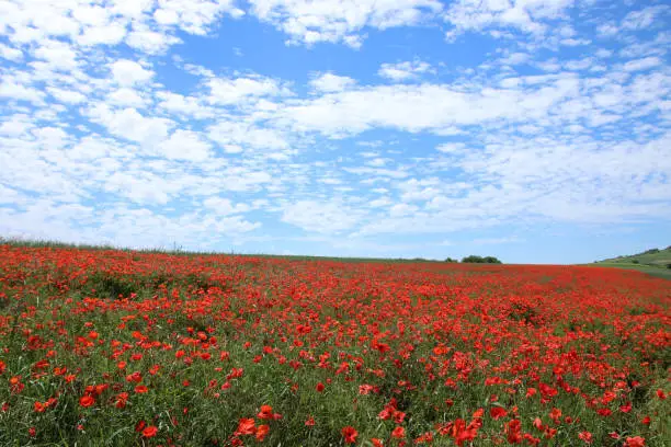 Corn poppy