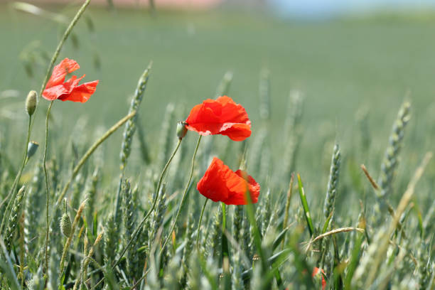 Mohnblumen Corn poppy malerisch stock pictures, royalty-free photos & images