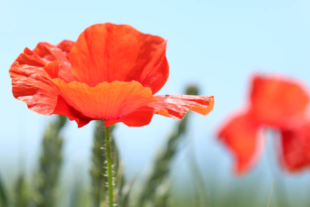 Mohnblume Corn poppy malerisch stock pictures, royalty-free photos & images