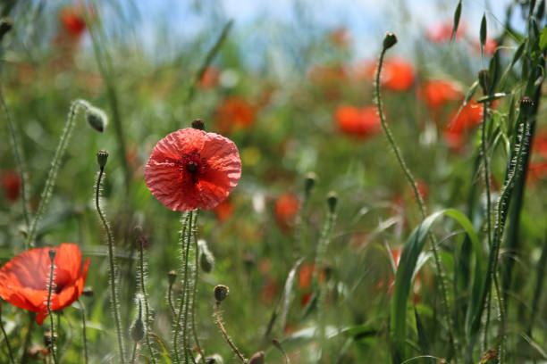 Mohn Rot Mohnblume Roter - Free photo on Pixabay