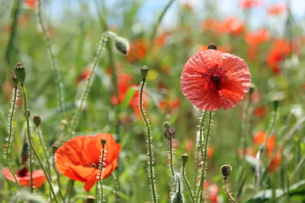 Corn poppy