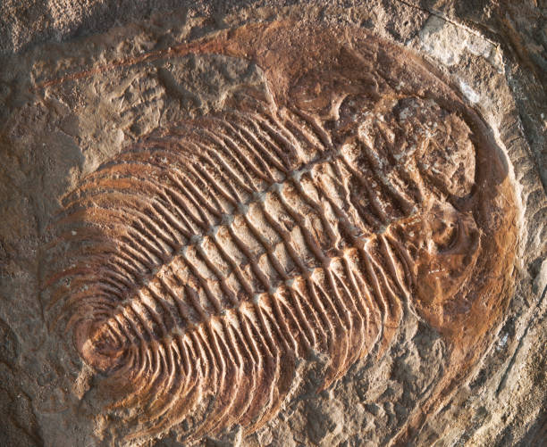 istock Predatory trilobite Hydrocephalus briareus from cambrian period 824977846