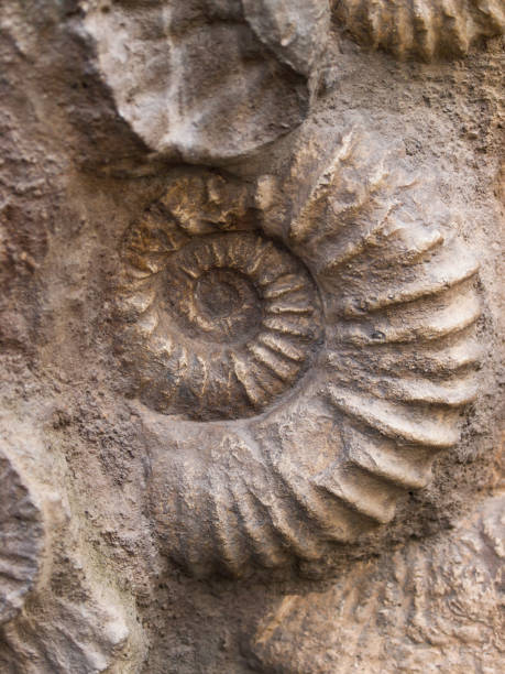 istock Scaphites fossil - genus of extinct cephalopod 824977934