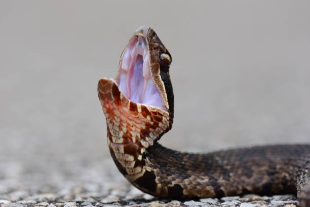 istock Ground level view of water moccasin during threat display 824978052