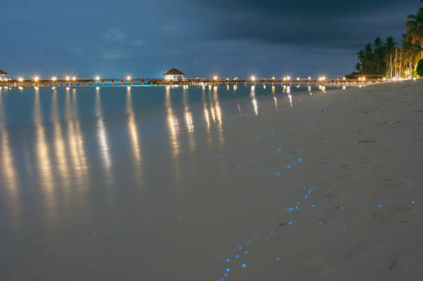 istock Glowing plankton on the beach on the island 824980250