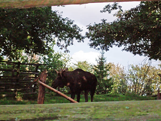 Moose in Skansen, Stockholm, Sweden
