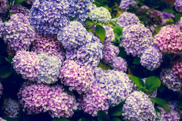 istock Hydrangea Flowers in the Garden 824980640