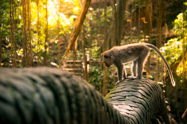 istock Monkey at the Dragon bridge in the monkey forest 824981180
