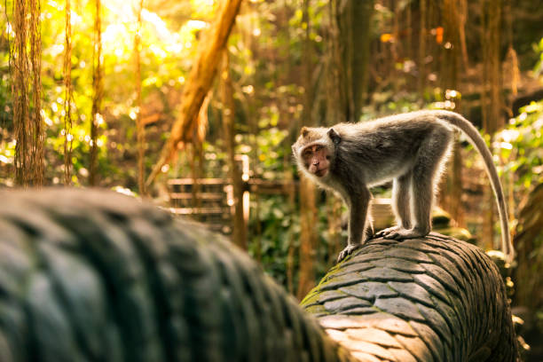 affe auf der drachenbrücke in den monkey forest - kleinaffe stock-fotos und bilder