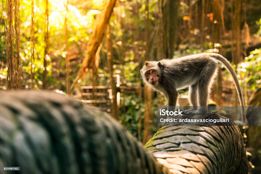 Monkey at the Dragon bridge in the monkey forest Monkey at the Dragon bridge in the Sacred Monkey forest Sanctuary. Monkey Stock Photo