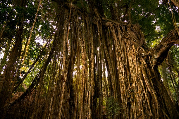 istock Trees and dry ivies forest texture. 824981194