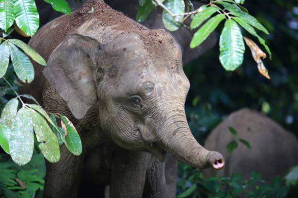 Borneo elephant (Elephas maximus borneensis) in Sabah, Borneo stock photo