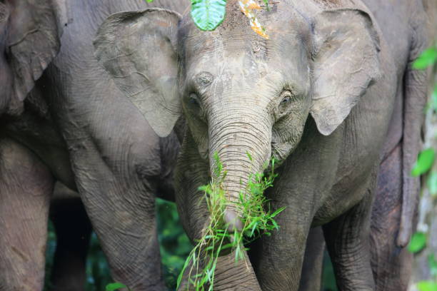 istock Borneo elephant (Elephas maximus borneensis) in Sabah, Borneo 824987640