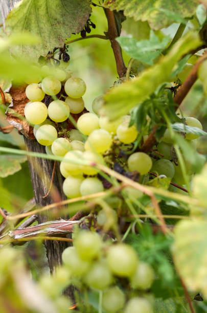 uvas maduras en sunny yard.grapes vid crecen en la vid. - napa grape vineyard vine fotografías e imágenes de stock