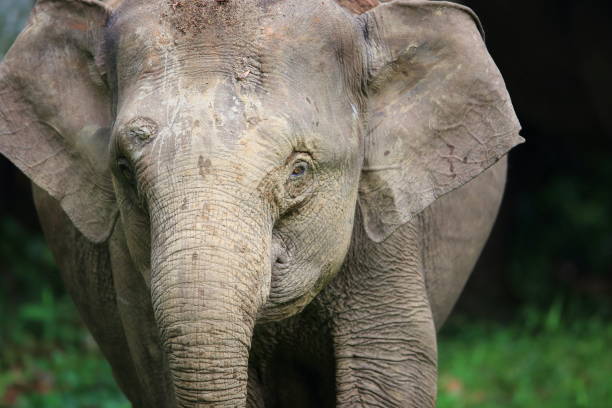istock Borneo elephant (Elephas maximus borneensis) in Sabah, Borneo 824988288