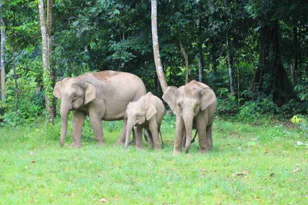 istock Borneo elephant (Elephas maximus borneensis) in Sabah, Borneo 824988600
