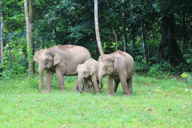 istock Borneo elephant (Elephas maximus borneensis) in Sabah, Borneo 824988602