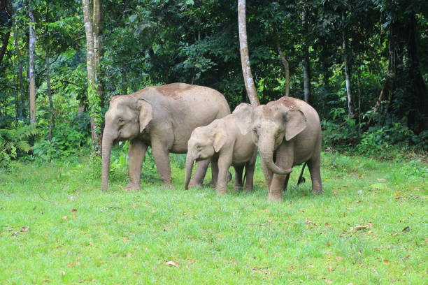 istock Borneo elephant (Elephas maximus borneensis) in Sabah, Borneo 824991270