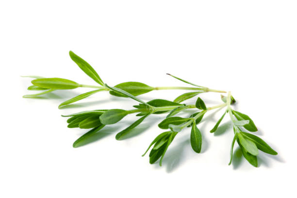 istock Sprig of fresh thyme isolated on a white background 824991500