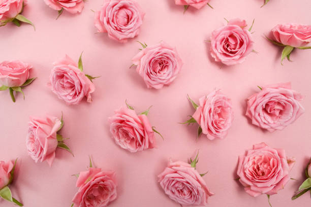 istock Background image of pink roses. Flat lay, top view 824992268
