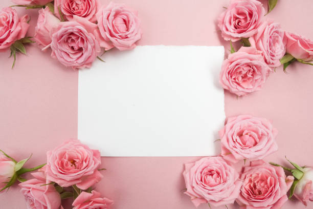 istock Pink roses on pink background with space for text. Flat lay, top view 824992386